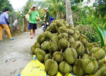 Thương lái vào tận vườn tranh mua sầu riêng trái mùa