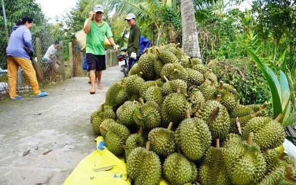 Thương lái vào tận vườn tranh mua sầu riêng trái mùa