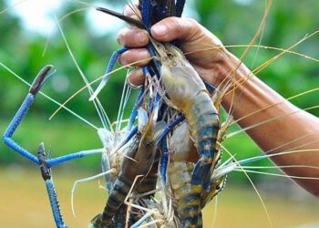 ‘Số phận’ long đong của tôm Việt ở thị trường Mỹ