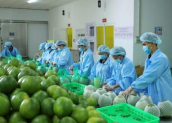 Xuất khẩu rau quả tăng trưởng rất tốt: Kỳ vọng đạt 7 tỷ USD trong năm 2024