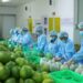 Xuất khẩu rau quả tăng trưởng rất tốt: Kỳ vọng đạt 7 tỷ USD trong năm 2024
