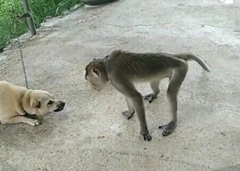 Một người ở Nghệ An bị thương vì khỉ tấn công