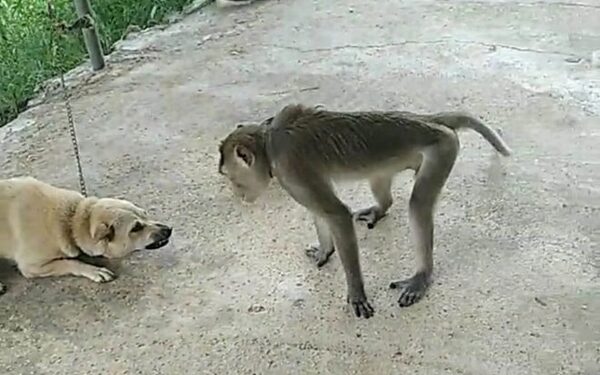 Một người ở Nghệ An bị thương vì khỉ tấn công