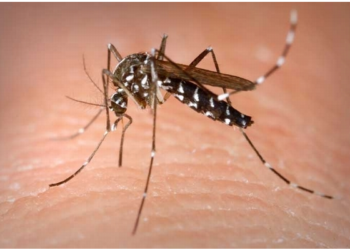 Mùa mưa đã đến: Cảnh giác về việc phòng chống bệnh sốt xuất huyết
