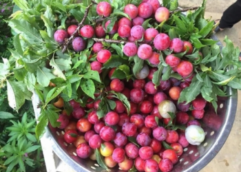 Mận Hà Nội có nhiều lợi ích không ngờ cho cơ thể, bạn đã biết chưa?