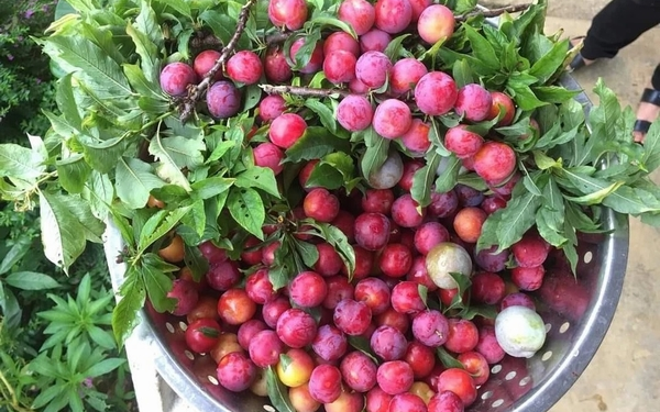 Mận Hà Nội có nhiều lợi ích không ngờ cho cơ thể, bạn đã biết chưa?