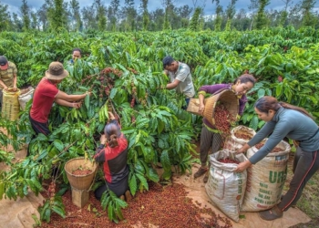 Lâm Đồng nhận diện 4 khâu đột phá, 3 lĩnh vực kinh tế quan trọng