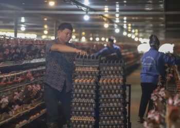 Người nuôi gia cầm gồng lỗ nặng suốt nửa năm vì hàng lậu tràn về