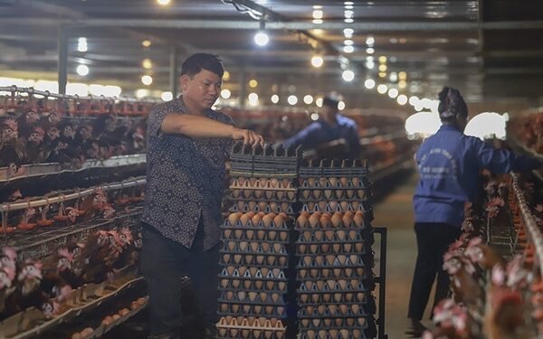 Người nuôi gia cầm gồng lỗ nặng suốt nửa năm vì hàng lậu tràn về