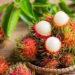 Lợi ích của chôm chôm đối với sức khỏe