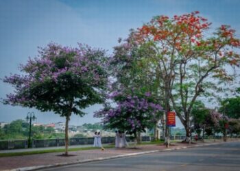 Nồng nàn sắc hoa mùa hạ