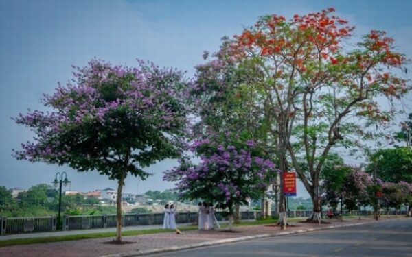 Nồng nàn sắc hoa mùa hạ