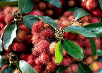 Nhiều lợi ích của chôm chôm