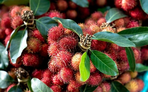 Nhiều lợi ích của chôm chôm