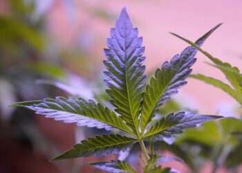 Mỹ: Số người sử dụng cần sa vượt qua số người uống rượu hàng ngày