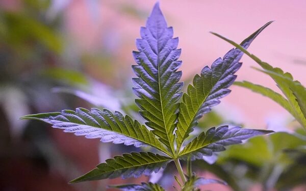 Mỹ: Số người sử dụng cần sa vượt qua số người uống rượu hàng ngày