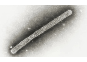 Ca nhiễm cúm gia cầm thứ 3 tại Mỹ liên quan đến bò sữa