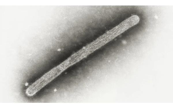 Ca nhiễm cúm gia cầm thứ 3 tại Mỹ liên quan đến bò sữa