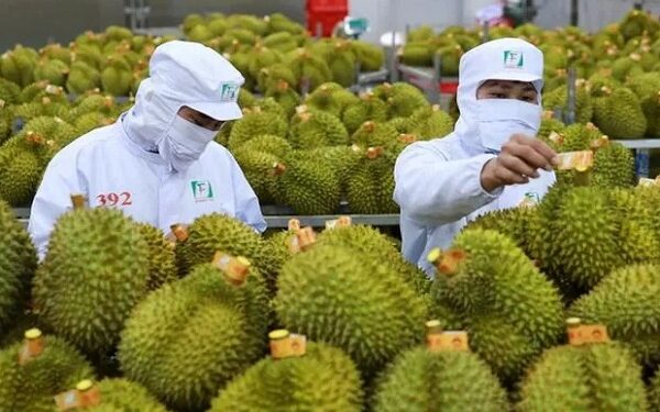 Nhiều xe sầu riêng Việt Nam thông quan sang Trung Quốc dịp đầu năm